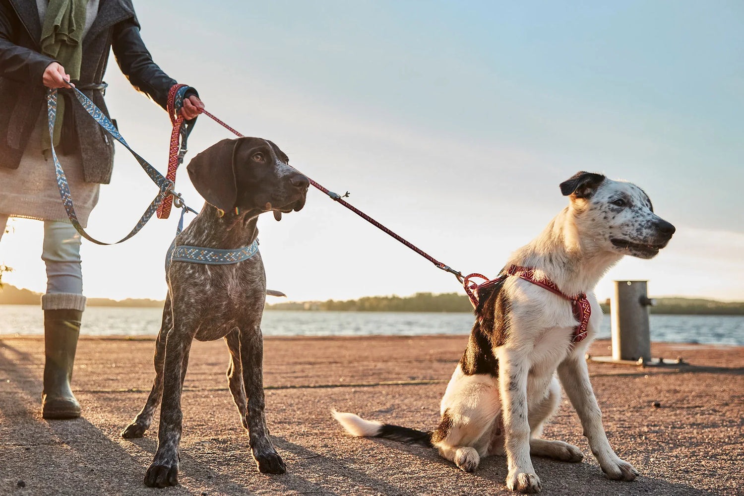 Collars and Leashes